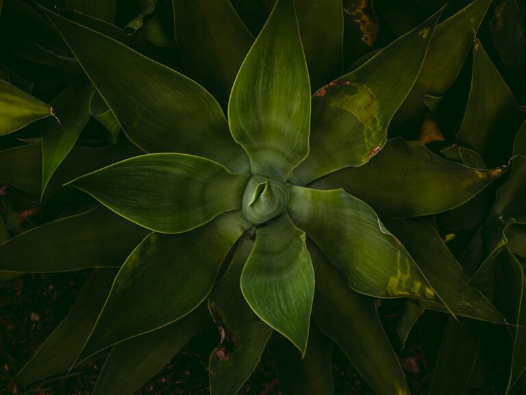 Top 10 Plants to Brighten Your Outdoor Space
