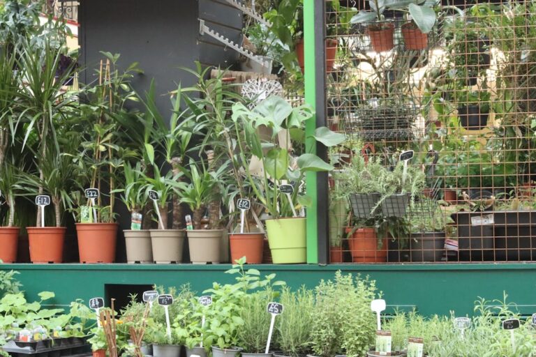 How to Start Your Own Herb Garden at Home