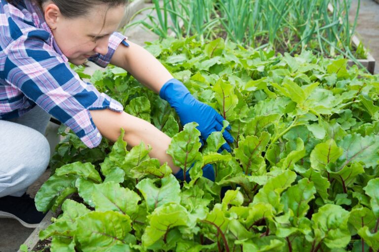 The Ultimate Guide to Organic Gardening Techniques