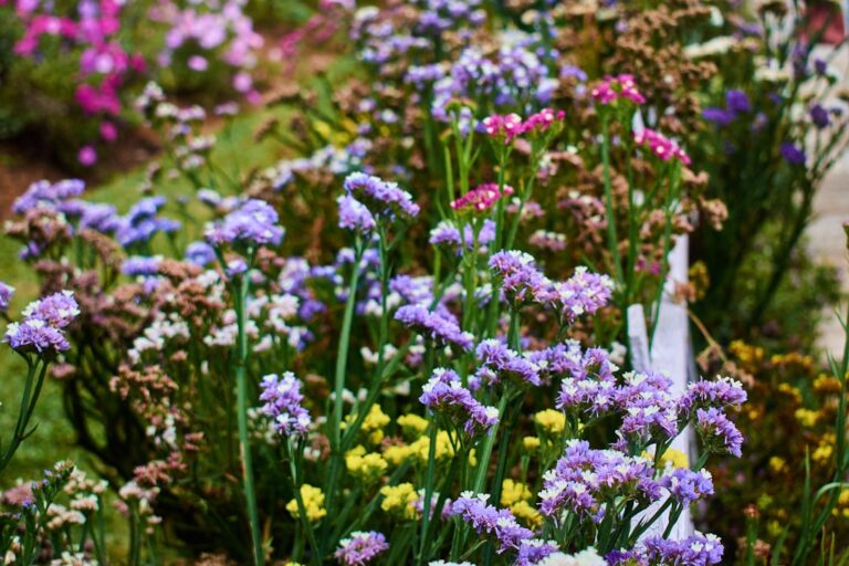 Easy Steps to Grow Beautiful Flowers in Your Garden