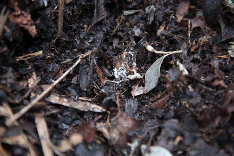 A Beginner’s Guide to Composting for Healthier Soil